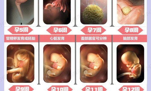 大黄功能主治记法吓公猪鱼同惊-大黄的功能主治专区_酒蒸大黄的功能主治专区_大黄的功能主治网