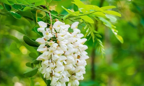 大黄功能主治记法吓公猪鱼同惊-大黄的功能主治专区_酒蒸大黄的功能主治专区_大黄的功能主治网