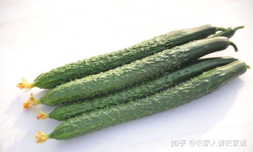 大黄功能主治记法吓公猪鱼同惊-大黄的功能主治专区_酒蒸大黄的功能主治专区_大黄的功能主治网